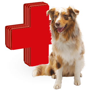 Picture for category vitamins, medicines for dogs