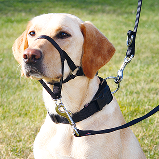 Picture for category Trixie training harness
