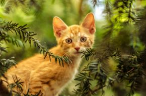 Obrázok pre kategóriu Mačky