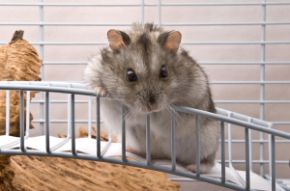 Obrázok pre kategóriu Hlodavce